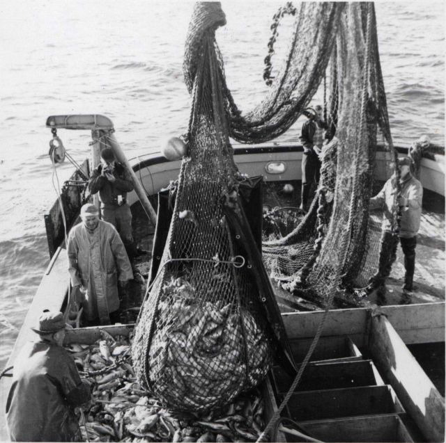 A catch of bottom fish ready to be dropped onto the deck of the FWS vessel JOHN N Picture