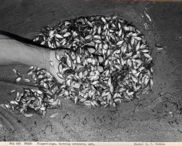 Bream fingerlings from ponds at the Corning Hatchery Picture