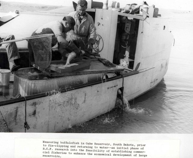 BCF biologists measuring buffalofish caught in Oahe Reservoir prior to fin- clipping and returning to water Picture