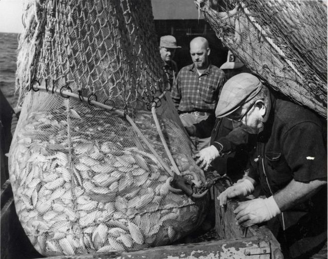 Cod end of trawl net filled with butter fish (possibly operations on ALBATROSS IV) Picture