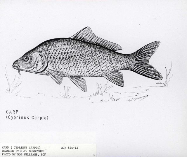 Artwork - Carp (Cyprinus carpio) by G Picture