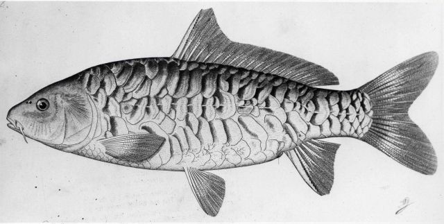 Artwork - Mirror carp (Cyprinus carpio) Picture