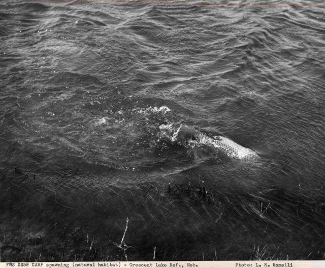 Carp spawning in Crescent Lake Picture