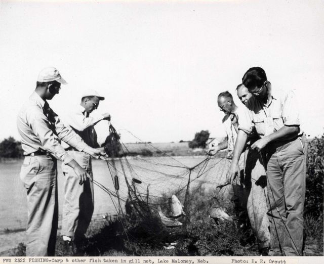 Carp and other fish taken in gill net Picture