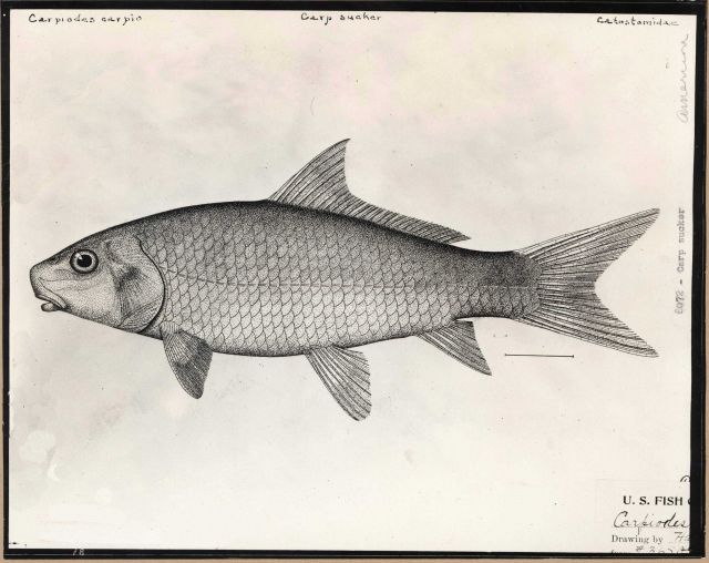 Artwork - Carp sucker (Carpiodes carpio) Picture