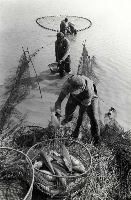 Harvesting catfish from a pond on the C Picture