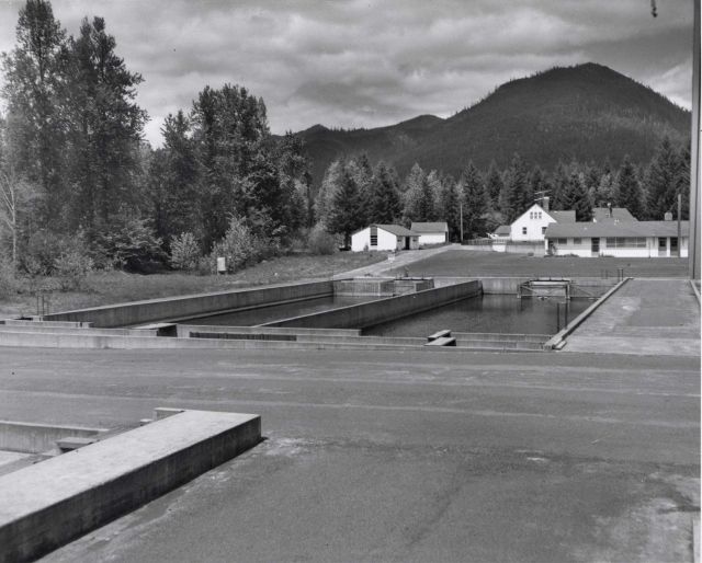 Concrete holding pen for adult salmon at Carson National Fish Hatchery Picture