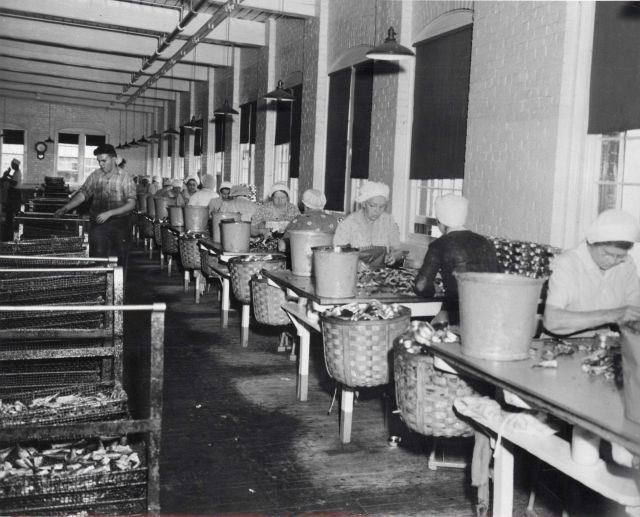 Unidentified women cannery workers apparently picking crab meat Picture