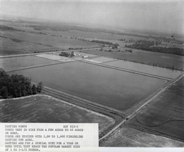 Catfish ponds in Arkansas - Ponds vary in size from a few acres to forty acres and are stocked with 1000 to 1600 fingerling catfish per acre Picture