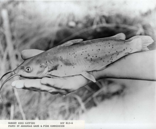 A market size catfish will soon be transferred to a catfish processing plant. Picture