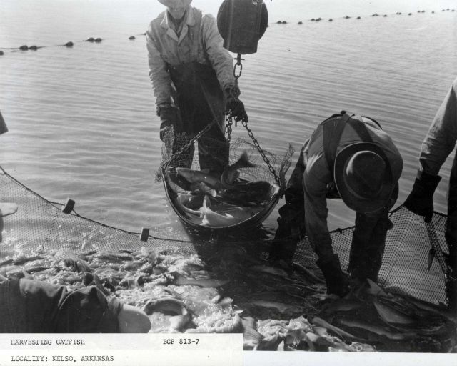Harvesting catfish with methods developed at the BCF Gear Research Base in Kelso, Arkansas. Picture