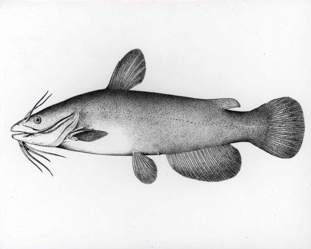 Artwork - Brown bullhead catfish (Ameiurus nebulosus) Picture