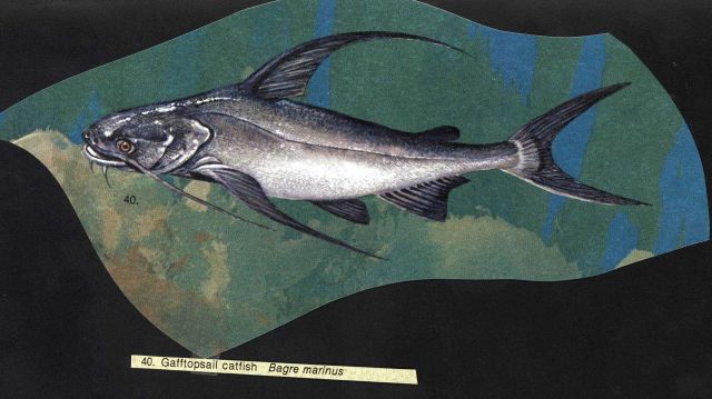 Artwork - gafftopsail catfish (Bagre marinus) Picture