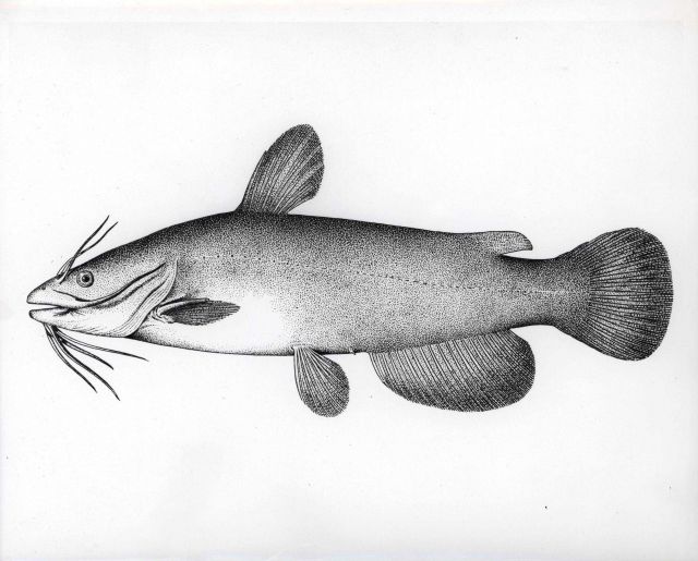 Artwork - Brown bullhead catfish (Ameiurus nebulosus) Picture