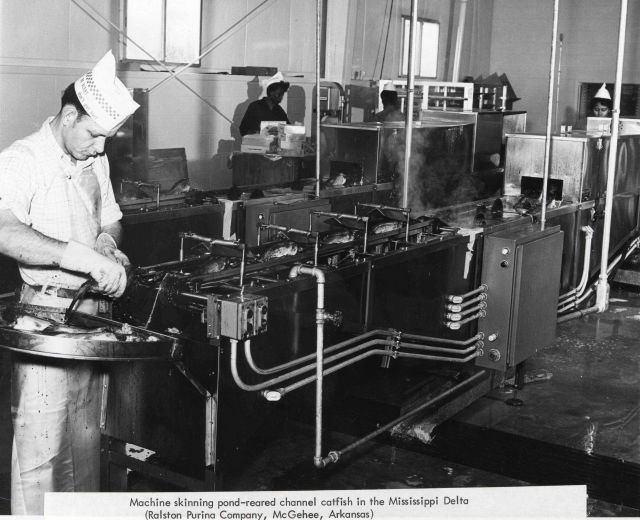 Machine skinning pond-reared channel catfish Picture