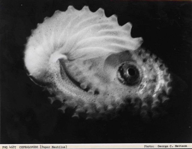 A paper nautilus cephalopod Picture