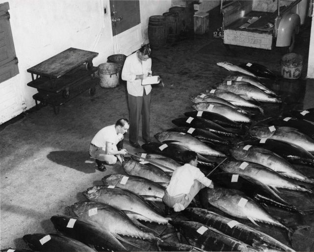Scientists inspecting tuna caught commercially Picture