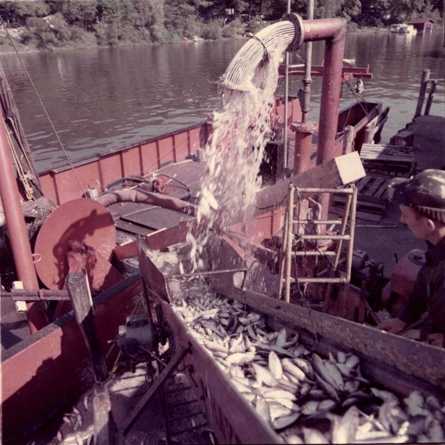Alewife fishing - Pumping alewives from hold of commercial trawler Picture