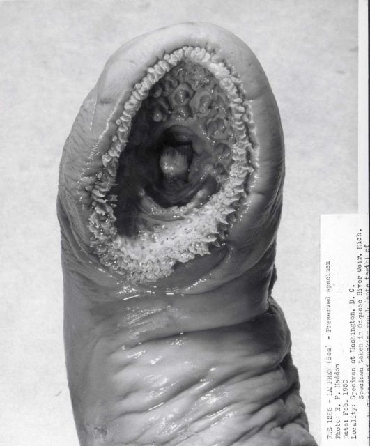 Closeup of sucking mouth of lamprey Picture