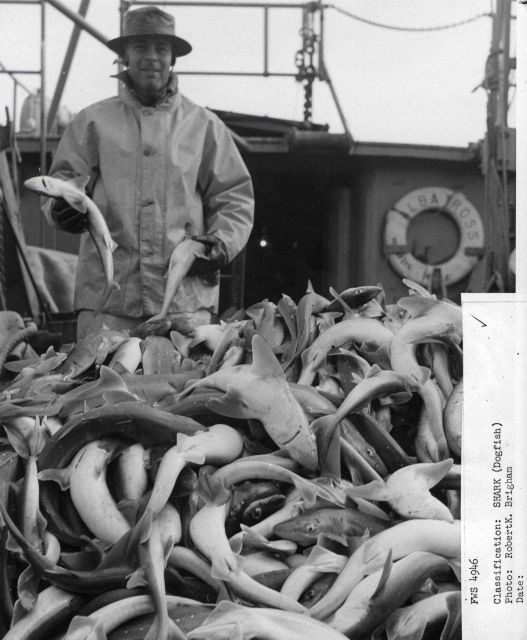 Sorting a catch of dogfish on the BCF vessel ALBATROSS III Picture