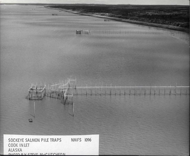 Sockeye salmon pile traps Picture