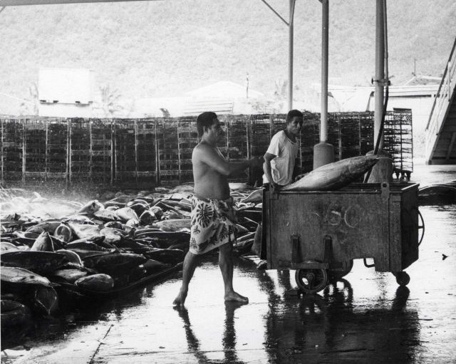 Processing tuna at a plant at Pago Pago, American Samoa Picture