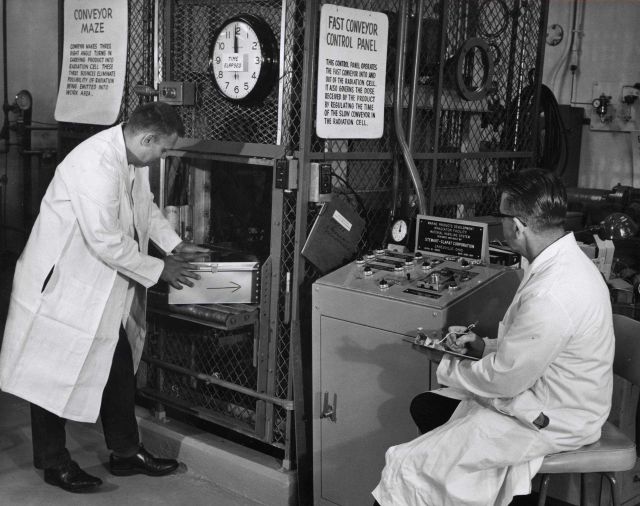 Technicians operating conveyor belt for irradiation of fish products Picture