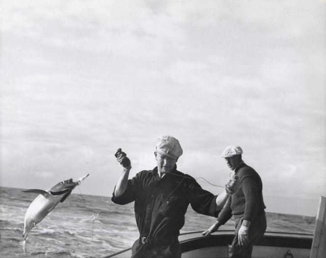 Landing mackerel Picture