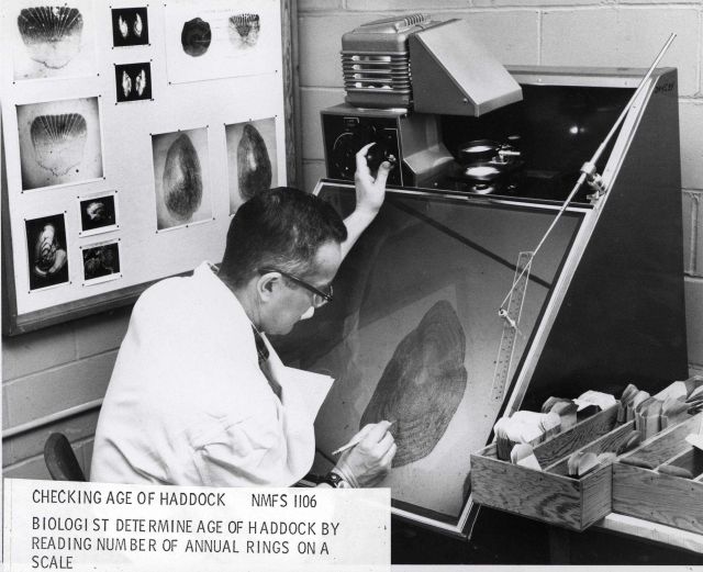 Biologist determining age of mackerel by counting number of annual rings on a scale. Picture