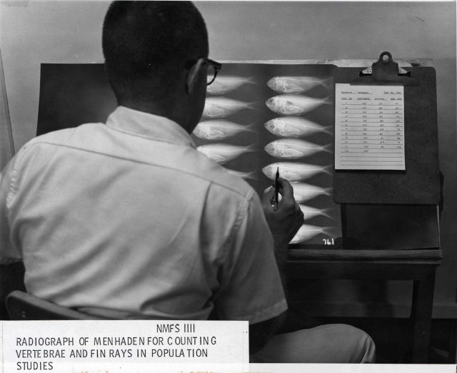 Radiograph of menhaden for counting vertebrae and fin rays in population studies Picture