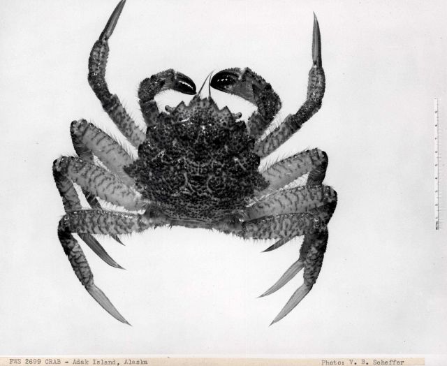 Unidentified crab Picture