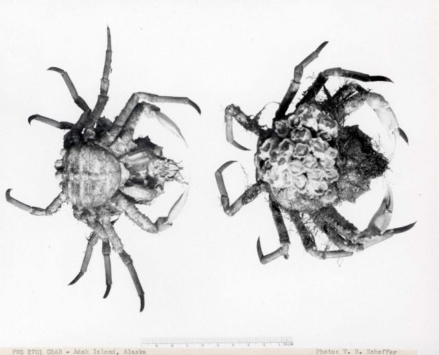 Unidentified crab Picture