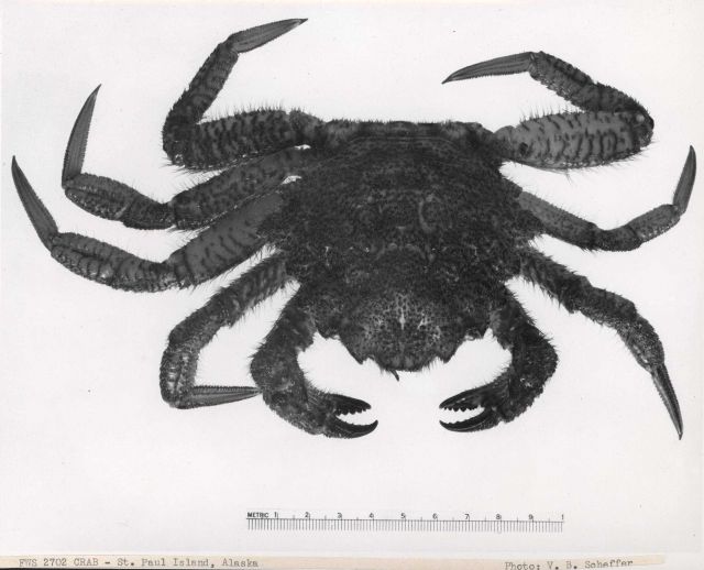 Unidentified crab Picture