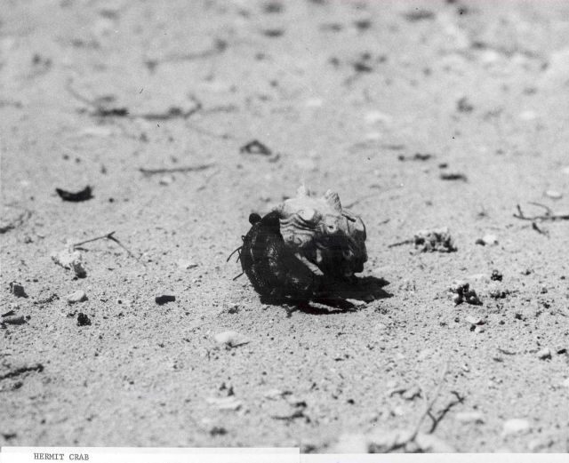 Hermit crab Picture