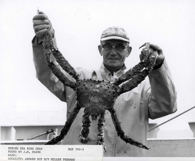 Bering Sea king crab average 7 to 8 pounds total weight; recoverable meat is between 20 and 25 percent Picture