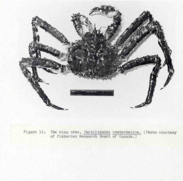 The king crab (Paralithodes camtschatica). Picture