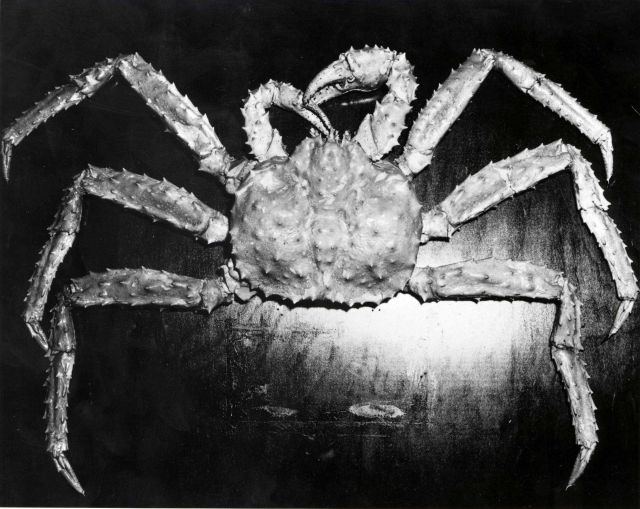 The king crab (Paralithodes camtschatica). Picture