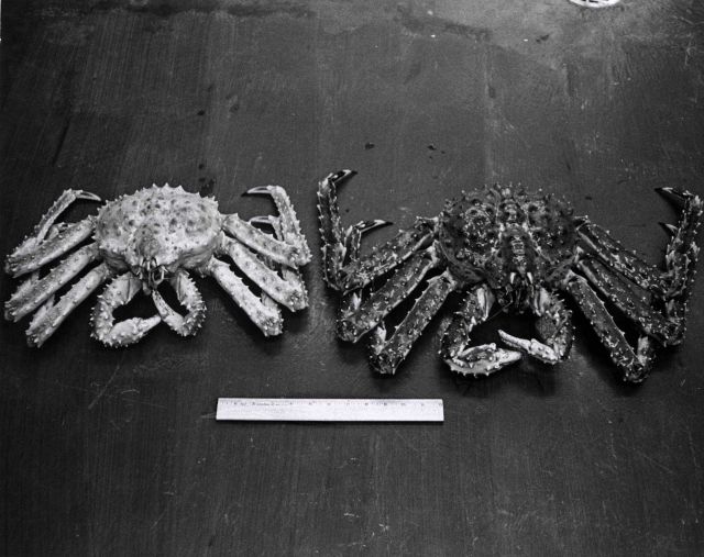A rare male albino king crab is compared to a male king crab of normal coloration Picture