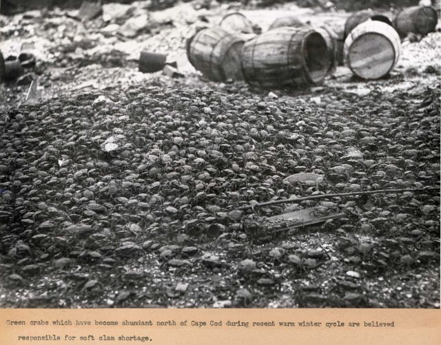 Green crabs, which have become abundant north of Cape Cod during recent warm winter cycle are believed to be responsible for soft clam shortage. Picture