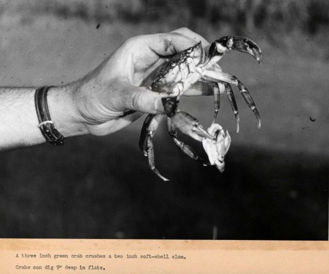 A green crab crushes a two-inch soft shell clam Picture