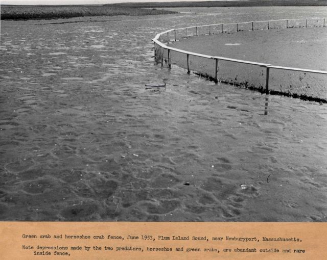 Green crab and horseshoe crab fence Picture