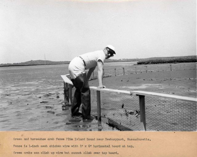 Green crab and horseshoe crab fence Picture