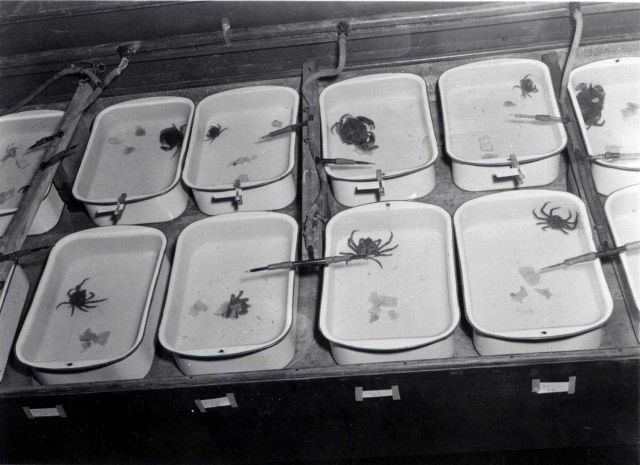 Testing poison baits to kill several species of crabs, which are predators of soft and hard clams Picture