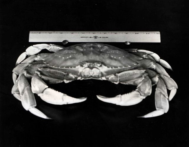 Measuring the carapace of the male dungeness crab (Cancer magister) Picture