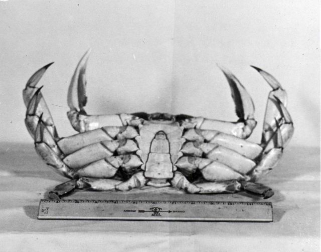 Male dungeness crab captured in Clarence Strait Picture