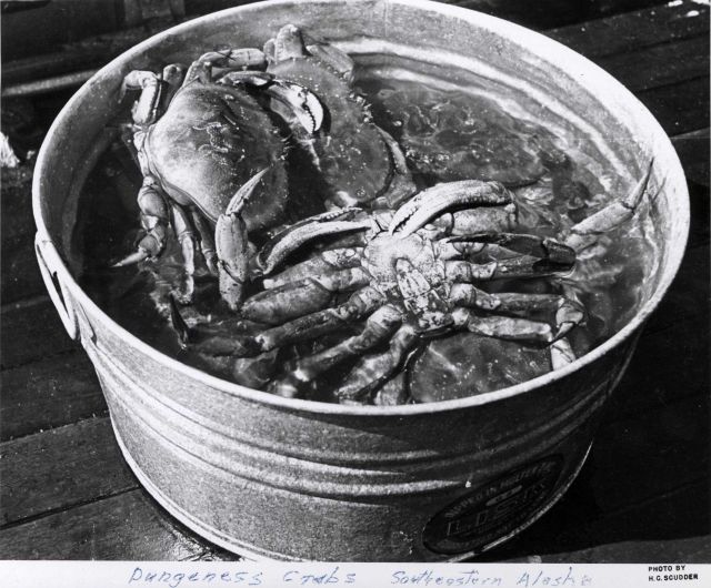 Dungeness crabs from near the town of Kake Picture