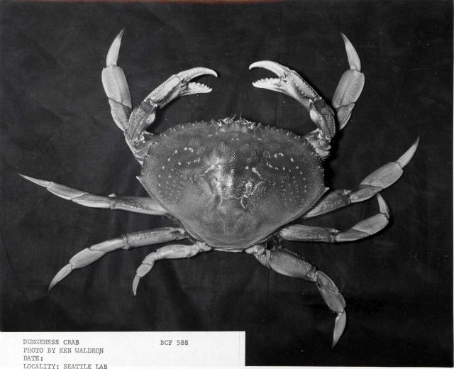 Dungeness crab (Cancer magister) Picture