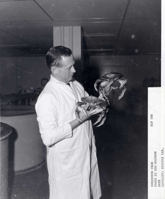 Seattle laboratory fisheries scientist with dungeness crabs (Cancer magister) Picture