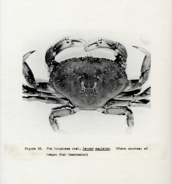 The dungeness crab (Cancer magister) Picture