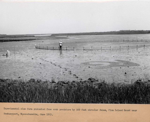Experimental clam farm protected from crab predators by 300-foot circular fence. Picture
